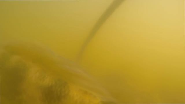 Редкие кадры.  Судак стоит на гнезде и атакует камеру. смотреть онлайн