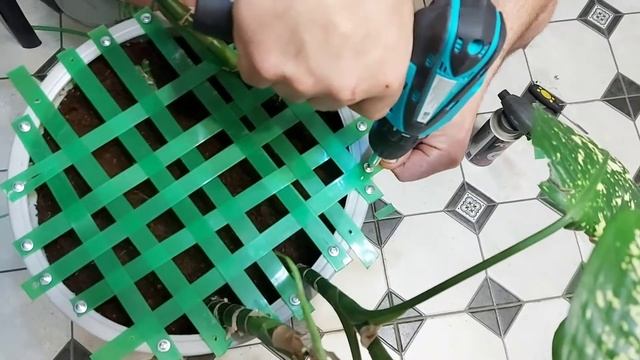 Кошка роет землю в цветочных горшках. смотреть онлайн