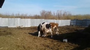 Битва быков. Равный бой и нет проигравших!!