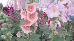 Цветы мальвы просто идеальны для городских клумб