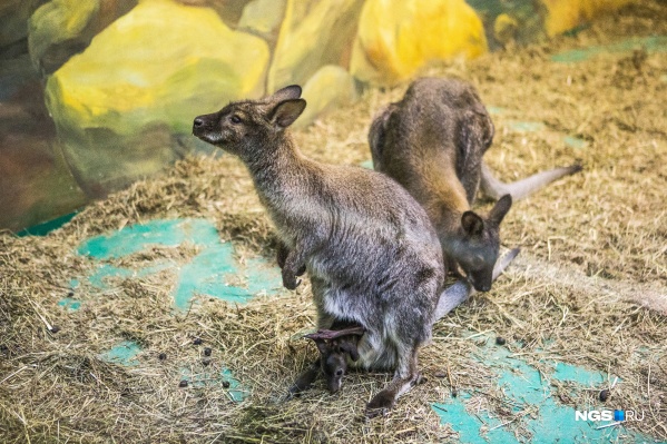 Краснокнижные животные Новосибирского зоопарка.  Кенгуру Беннета