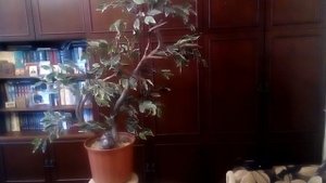 искусственное дерево своими руками