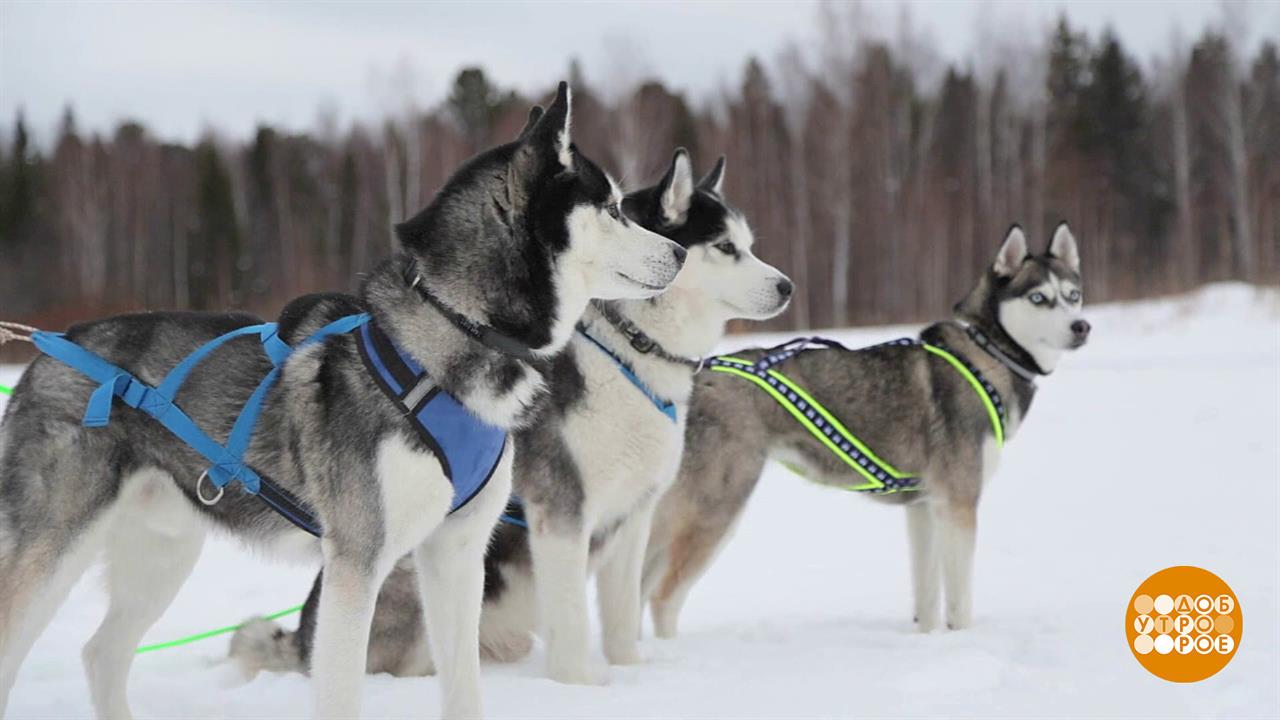 Собака - не роскошь, а... друг! Доброе утро. Фрагмент выпуска от 02.02.2024
