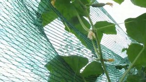 Выращивание огурцов в открытом грунте. Полезные советы.