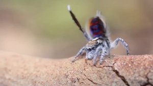 Peacock Spider Dances to YMCA