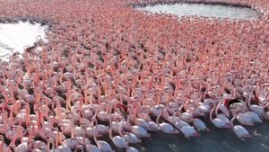 Сотни фламинго задержались на озере Караколь в Казахстане до зимы