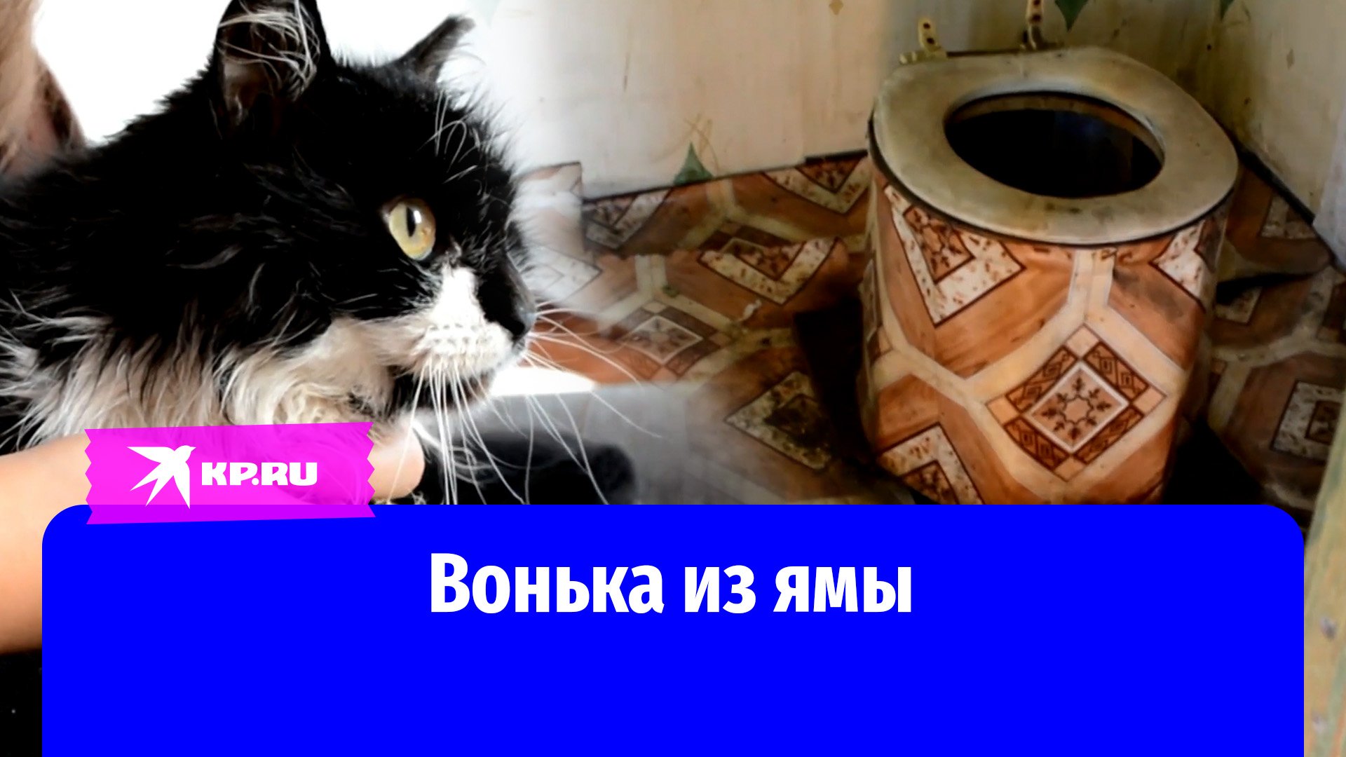 У кошки Воньки такая кличка - неспроста. Неделю она провела в выгребной яме, пока на помощь ей не пришла школьница