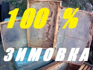 100 % гарантия зимовки пчёл. Пчёлы для заработка или хобби.