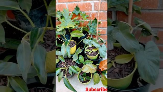 Beautiful philodendron Plants Collection#Short