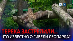 Леопарда Терека из нацпарка Сочи застрелили во время выпуска