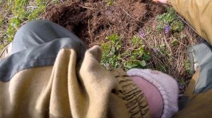 Поиск с металлоискателем АКА Сигнум в долине реки / поиск золота / поиск монет / коп / поиск клада