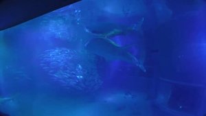 Океанариум в Осаке (OSAKA AQUARIUM KAIYUKAN)