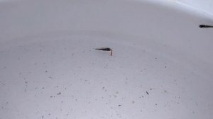 Жадюга / Меланохромис ауратус / Melanochromis auratus / Меланохромис золотой /  Золотой попугай