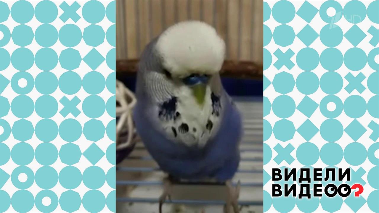 Попугай блестяще читает стихи. Видели видео? Фрагмент выпуска от 19.01.2020