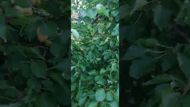 Ананасный абрикос. Андреевский@