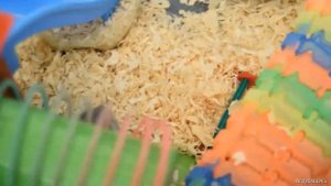 ХОМЯЧКИ ГУЛЯЮТ #смешные #смешныеживотные #хомячки #озвучка