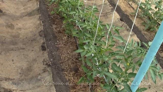 ИЮНЬ НА ДАЧЕ. ВИНОГРАД обработка от антракноза. смотреть онлайн