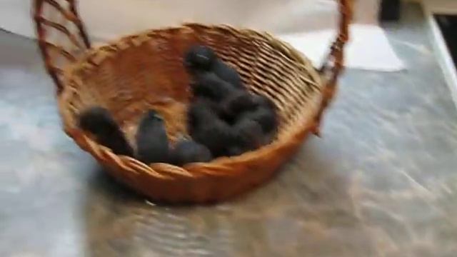 Хомам 2,5 недели смотреть онлайн