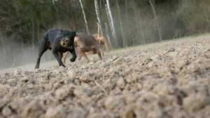 питбули пылят