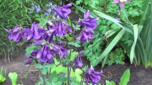 Водосбор (Аквилегия). Aquilegia