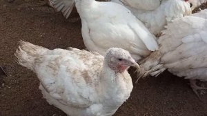 Совместное содержание индюков хайбрид конвертер разных возрастов вес тушек в 4,5 месяца