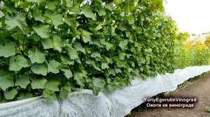 🍇 Болячка на ЯГОДАХ ВИНОГРАДА? Не БОЛЕЗНЬ, но половину урожая ОТТЯПАЕТ. Определяется очень легко.