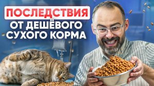 Если до сих пор кормите кошку ТОЛЬКО сухим кормом  - готовьтесь к последствиям