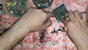 Gasteria Baylissiana Succulent Plant Propagation Repotting