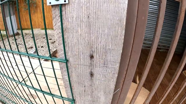 Буся в новом доме ! Как встретили Бусинку ?! Буся вырвалась с ошейника и чуть не убежала !!! смотреть онлайн