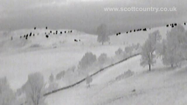 Using Pulsar Quantum HD38 and LD38 Thermal Imagers for watching wildlife. смотреть онлайн