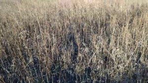 бретон Джони,работа по зайцу