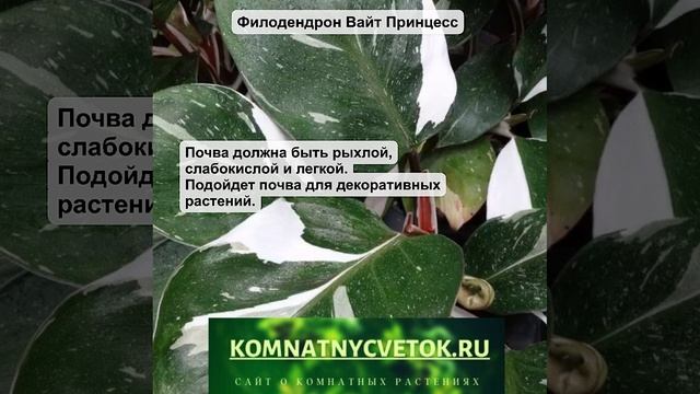 Филодендрон