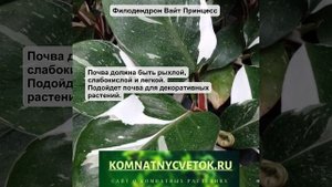 Филодендрон