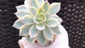 Echeveria Subsessilis Variegated