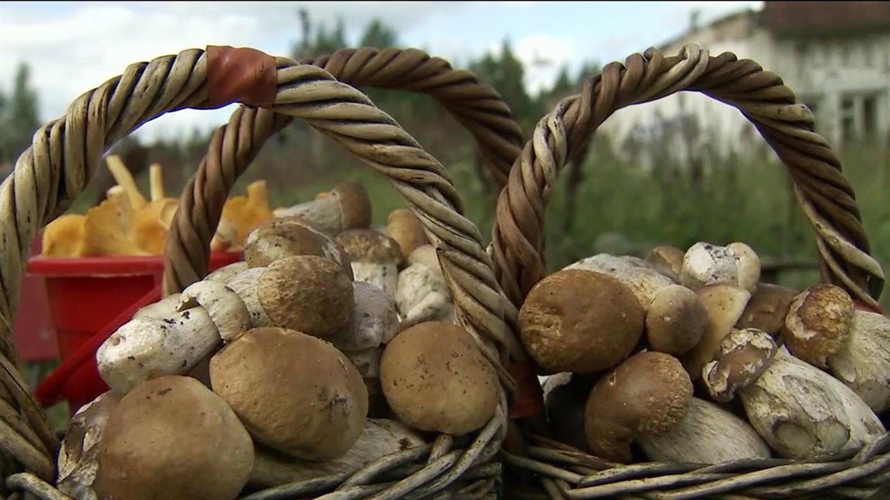 В России в разгаре сезон "тихой охоты"
