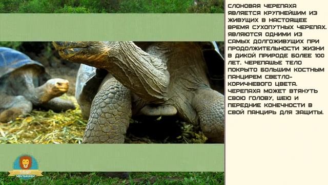 Мир малышам. Слоновая черепаха смотреть онлайн