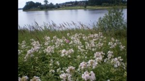 Цикл: "Реки и озёра Ленинградской области». Река Сясь.