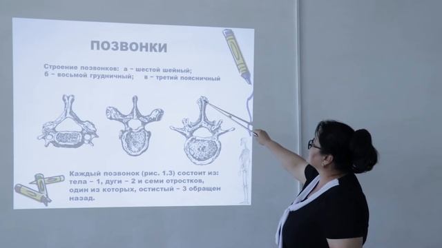 АА лекция 2 Костный скелет Характеристика отдельных частей скелета смотреть онлайн