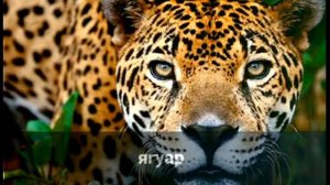 Топ 15 самых диких и действительно опасных кошек