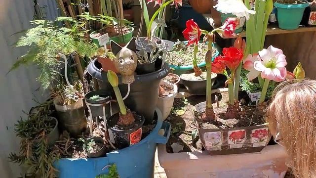 Descubra a Elegância Floral: Variedades Incríveis de Amarílis смотреть онлайн