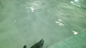 Шустрые птички.