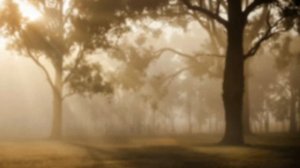 15 Minutes Of Meditating & Calming Music | Deep Forest Vibes, Relaxing, Peaceful Sounds, Sleep Musi