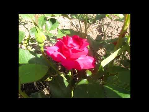 ЧТО НЕОБХОДИМО СДЕЛАТЬ ПЕРЕД ЦВЕТЕНИЕМ РОЗ!!!! смотреть онлайн