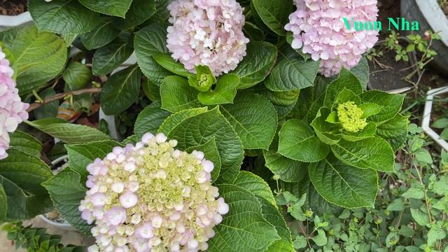 Cách ghép cây xương rồng sáng tạo | Grafting cactus to dragon tree смотреть онлайн