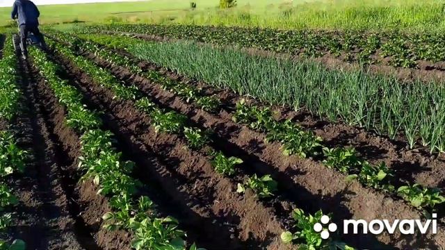 Первое окучивание картофеля самодельным дисковым окучником. смотреть онлайн