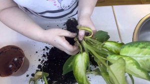 Диффенбахия Камилла деление куста