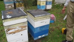 Формирование гнезда в зиму.  Малыхин В. Е.