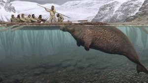 Кто Такая Стелерова Корова?Капустница или Морская Корова? Интересные факты!AnyWild!