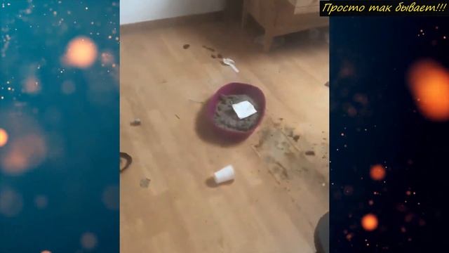 Арендаторы 3ACPAЛИ квартиру и сбежали! Хозяин нашёл их и 0T0MCТИЛ! Это надо видеть! смотреть онлайн