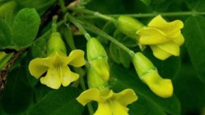 Медонос АКАЦИЯ. Виды. Описание. Медопродуктивность.